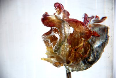 Water Tulip 4 by Lou Gibbs